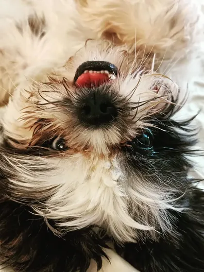 That little tongue and those bright eyes! Cheezu is just too cute for words when she's in a playful mood.