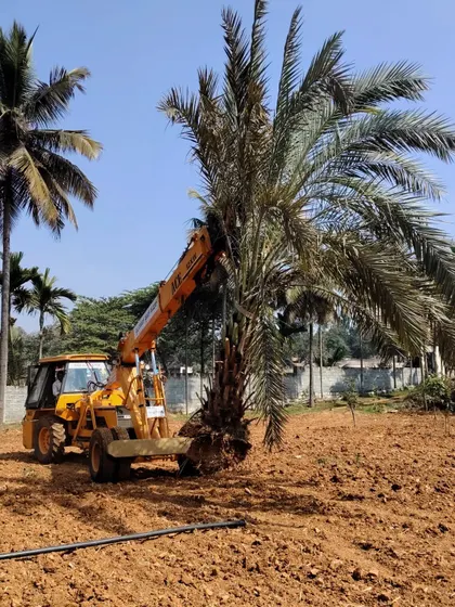 A mature date palm is being positioned by a crane on a large, prepared land plot. This demonstrates my capability in handling different types of large specimen trees for estate and farmhouse projects.