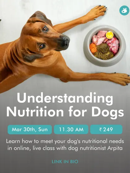 The secret to your dog's health and happiness often starts in their food bowl. Our 'Understanding Nutrition for Dogs' class helps you move beyond guesswork to provide a truly balanced and beneficial diet.
