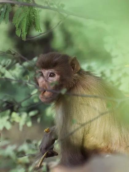 A young monkey seen through a frame of green leaves, creating a natural, candid portrait.