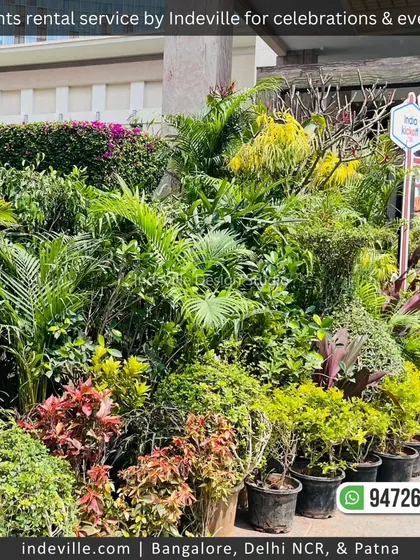 A close-up of the variety of rental plants used for the event landscaping. I select a mix of heights, colors, and textures to create a visually interesting and dense green display.