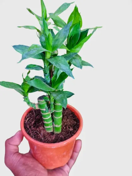 A simple and elegant Lucky Bamboo plant in a small pot. This plant is a great gift and a perfect low-maintenance option for beginners who want to add some green to their space.