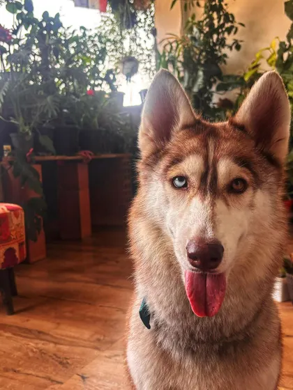 FUNDS RAISED. We successfully raised the 15,350 needed for Luna's extensive blood work. Thank you. These tests are vital to understanding and managing her epilepsy.