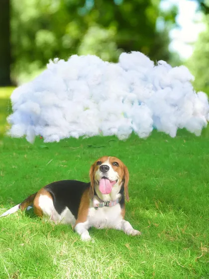 Head in the clouds, literally! I love getting creative during outdoor shoots, like giving this sweet beagle her very own fluffy cloud to relax under.