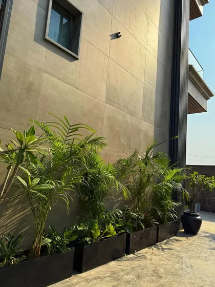 Our black fibre planter boxes are a great fit for any space. Here they are used along a driveway, filled with a mix of Areca Palms and Champa trees.