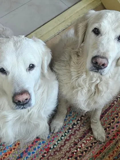 This pair of stunning white Golden Retrievers are sitting so politely for the camera. It's a privilege to care for such well-behaved and loving dogs.