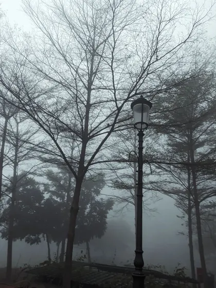 The bare branches of a tree and a classic lamppost stand against a foggy backdrop. This image has a timeless, almost cinematic quality, capturing the quiet beauty of a winter day.