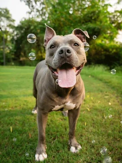 A happy Pitbull surrounded by bubbles in a sunny park. Using simple props like bubbles can add a touch of magic and playfulness to an outdoor shoot.