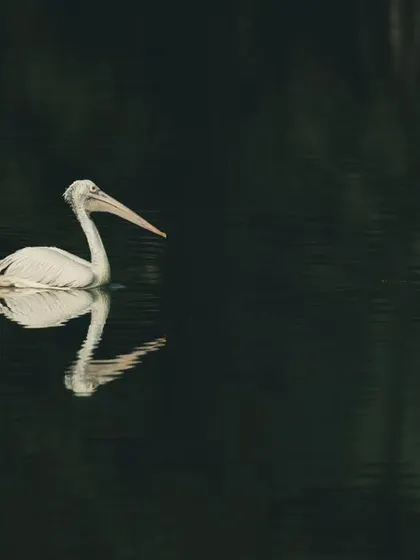 Another view of the Spot-billed Pelican on the water, showcasing its impressive size and the calm environment.