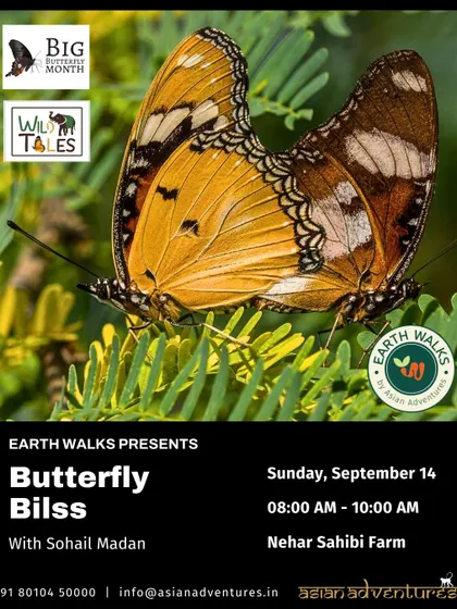 A pair of Danaid Eggfly butterflies, showcasing their beautiful orange and black wings. This poster for our "Butterfly Bliss" walk highlights the social behaviors and beauty of butterflies.