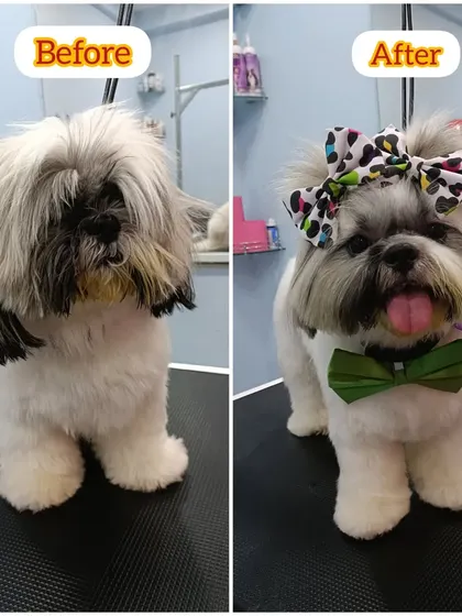 Bruno the Shih Tzu's before and after. We gave him a stylish cut that keeps the hair out of his eyes and his body cool and comfortable, complete with a cute topknot.