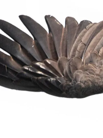 This is a close-up of a Grey-headed fish-eagle as it dives for fish in a canal. The high-key background, created by the bright sky, freezes the action and lets you appreciate the structure and detail of its powerful wings.