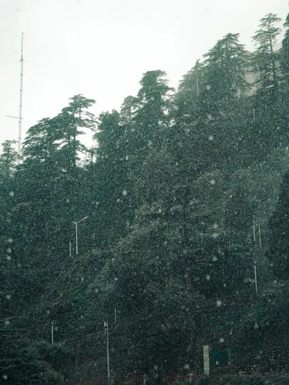 The beginning of snowfall in a pine forest in Mussoorie. This shot captures the magical feeling of the first flakes falling.