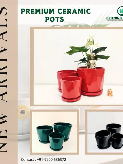 Add a bold statement with our glossy ceramic pots, available in vibrant red, deep green, and classic black. These premium pots come in sets of various sizes, ideal for creating a cohesive look with different plants.