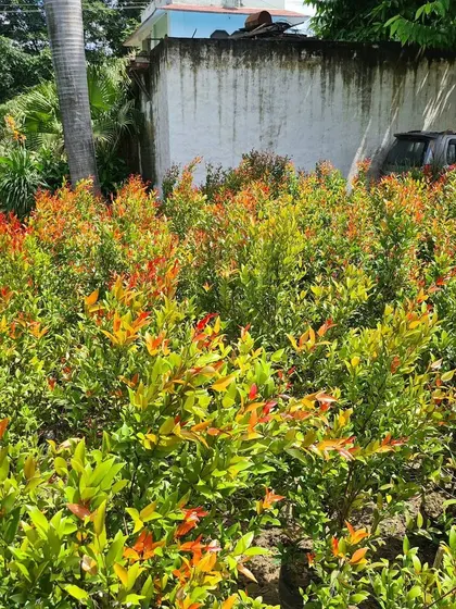 The vibrant red and green foliage of these Syzygium shrubs adds a splash of color to any hedge or border, and I have them available in bulk.