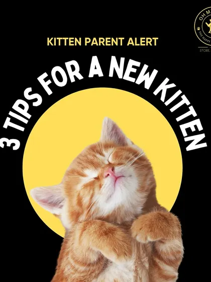 Bringing home a new kitten? Here are three fundamental tips to ensure they feel safe, comfortable, and loved from day one.