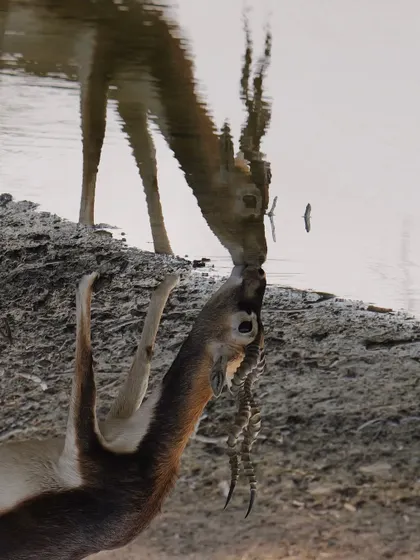 A slightly different version of the reflection shot, showing the exact moment the blackbuck's nose touches the water, completing the illusion of a kiss with its mirrored image.