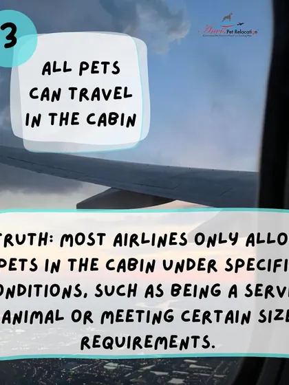 Myth: All pets can travel in the cabin. Truth: Most airlines have strict size and weight requirements for in-cabin travel. We help you understand the options available for your pet.