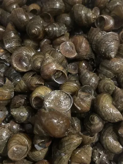I also source these round-shelled edible snails. They have a different texture and are used in specific regional dishes.