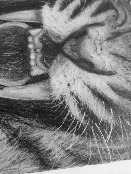 A close-up detail of the tiger's mouth and whiskers, showing the fine lines created with a mono zero eraser.