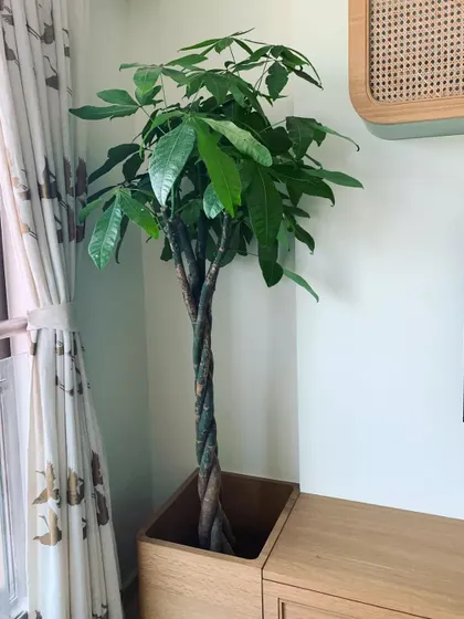 We love when clients send us pictures. This lovely solo Pachira looks perfect in its custom wooden planter, adding life to the living room corner.