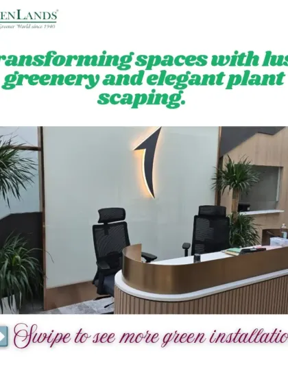 The reception area of an international bank, transformed with elegant plant scaping. We used tall, slender Dracaena plants to add height and create a professional, welcoming atmosphere for clients and employees.
