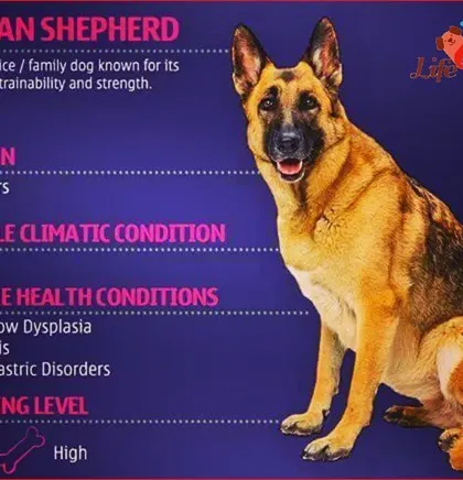 A profile on the German Shepherd, an ideal service or family dog known for its intelligence and strength. This guide covers its lifespan, high grooming needs, and other traits to consider.
