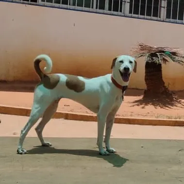 This happy hound is popping up to say hello. We love the cheerful, friendly energy our guests bring to the facility every day.