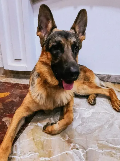 A collection of portraits of my handsome, goofy, and majestic German Shepherd, Theo. He is my constant inspiration and the heart of my work.