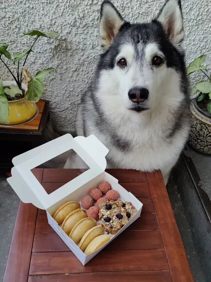 This stunning husky is posing so perfectly with the Holi treat box. It’s filled with my famous dog-safe gujiyas, laddoos, and granola cookies that even the fussiest eaters love.