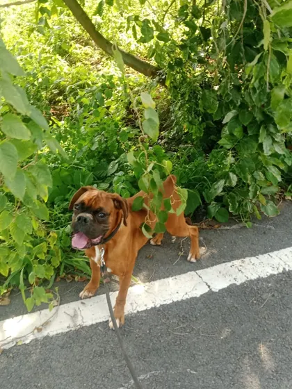 This Boxer is exploring the greenery during his walk. Sniffing and exploring is great mental enrichment for dogs.