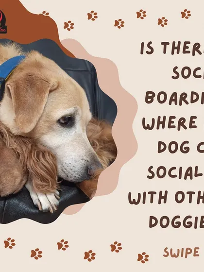 Yes! We offer social boarding where your dog can make new friends. It's a fantastic way for them to stay active, engaged, and happy while you're away.