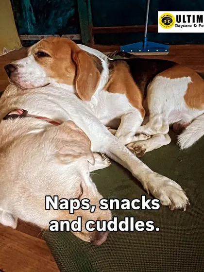 The perfect recipe for a happy day: naps, snacks, and cuddles. These two buddies have got it all figured out.
