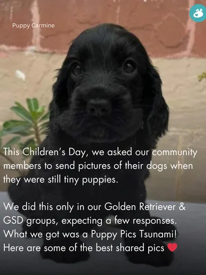 We started by asking just our Golden Retriever and GSD groups for puppy pics and got a "Puppy Pics Tsunami." Here are some of the best ones.
