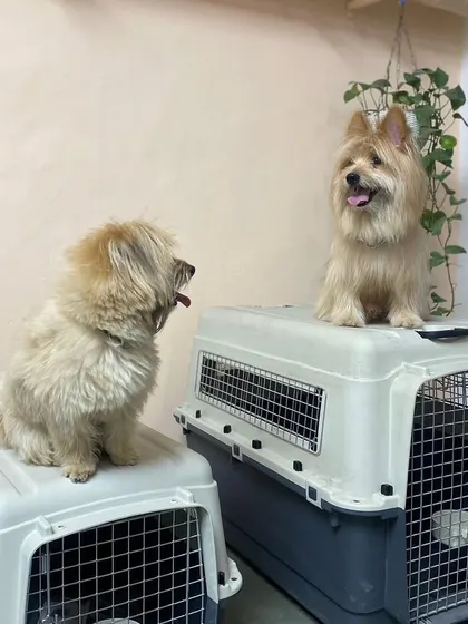 Moju and Gabbar, ready for their next adventure. Posing on top of their travel crates, they show how comfortable and confident pets can become with proper crate training at our facility.