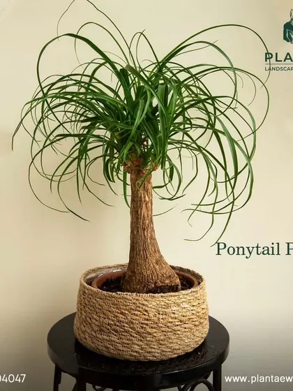 The Ponytail Palm is a fun, quirky, and low-maintenance plant that is completely safe for cats and dogs. Its swollen trunk stores water, making it very forgiving for busy plant parents.