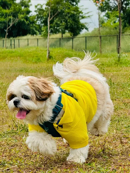 This happy Shih Tzu is enjoying a mid-run trot, showcasing the pure joy of off-leash freedom.