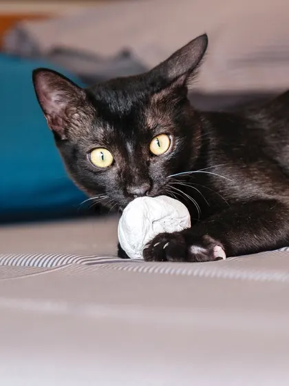 A black cat playing with a paper ball on the bed. Simple, everyday moments like these make for authentic and memorable photos.