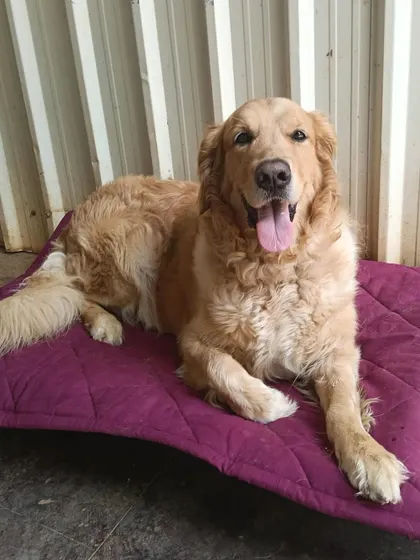 A happy Golden Retriever enjoying the comfort of our new bedding. A relaxed dog is a happy dog, and we prioritize their comfort.