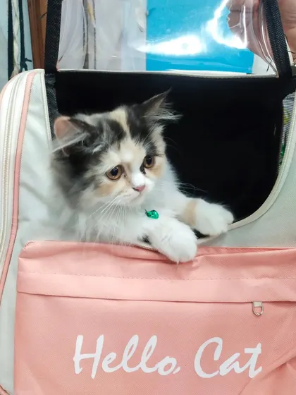 It always makes my day to see happy patients like this little one arriving for a check-up. Making vet visits a positive experience is important, and this fluffy Persian cat seems ready and curious in its travel carrier.
