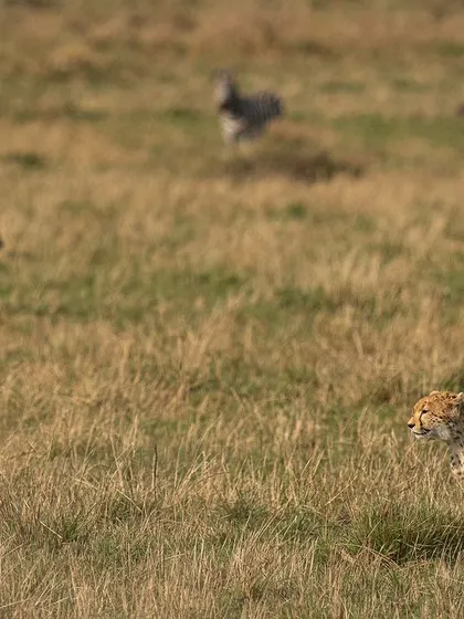 A wider perspective of the cheetah stalking its prey. Sometimes, showing the environment and the distance between predator and prey builds more tension than a close-up.