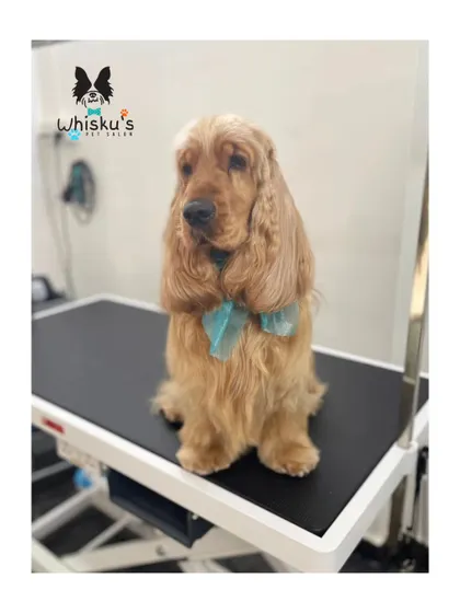 Olly the Cocker Spaniel looking very handsome after a basic groom. Maintaining their long, silky ears is a key part of grooming this breed.