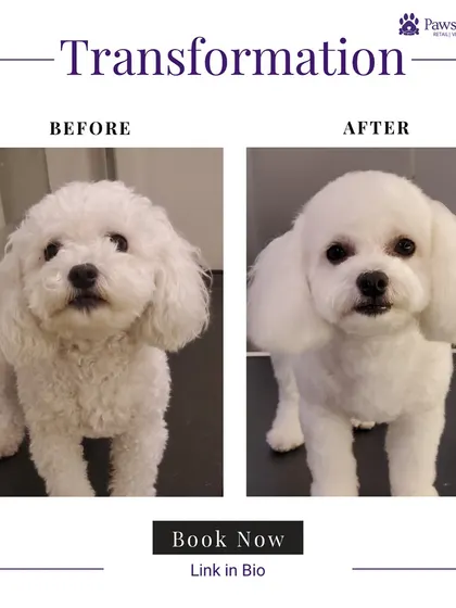 This Maltese mix looks like a whole new dog. Our groomers gave it a clean, rounded haircut that is easy to maintain and keeps it looking like a puppy.