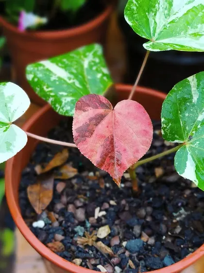 This new heart-shaped leaf on our variegated Sea Hibiscus is just gorgeous. The journey of each leaf from pink to mottled green and white is fascinating.