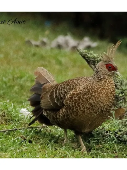 The female Kalij Pheasant is more subtly colored than the male, with intricate brown patterns that provide excellent camouflage on the forest floor. This photo highlights the importance of looking for patterns and shapes in nature.
