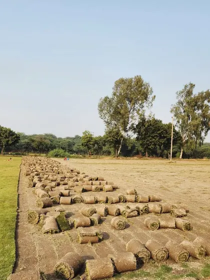 Our team harvesting Mexican grass natural turf, which we supply fatoresale across India.