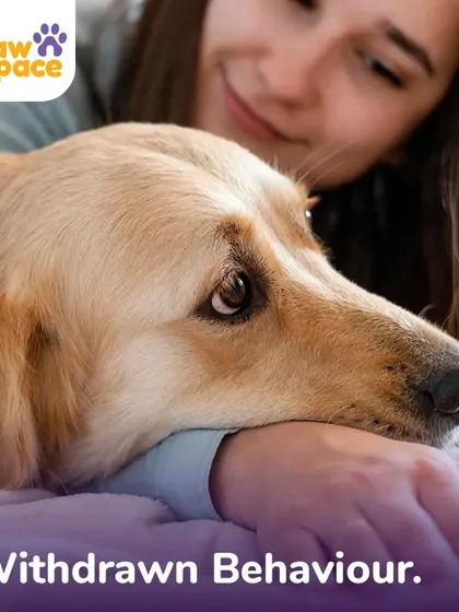 A dog resting its head on its owner can be a sign of seeking comfort. Our trainers can help you distinguish between affection and signs of withdrawal or sadness, ensuring your pet's emotional needs are met.