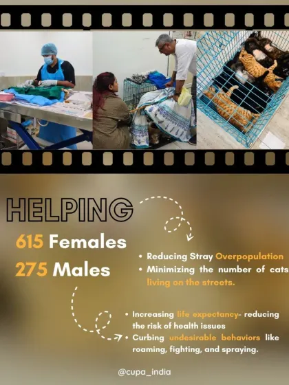 This collage shows the impact of our cat sterilization program. With the help of community caregivers, we sterilized 890 cats in the first half of 2025 alone, preventing thousands of kittens from being born onto the streets.