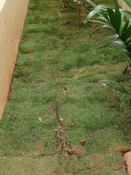 This is Mexican grass, a great drought-resistant option that requires less water once it's established, making it a sustainable choice for your lawn.