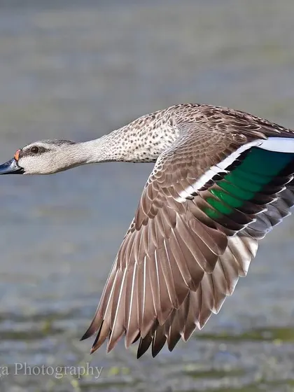 The marvel of bird flight is a symphony of physics and anatomy. Here, a Spot-billed Duck demonstrates the powerful downstroke, its wings cutting through the air with precision. Each movement is part of a seamless rhythm that makes flight appear effortless.